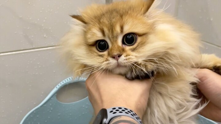 Three different types of bath time for a cat family—are they really related? 😂