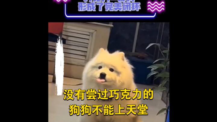 没有尝过巧克力的狗狗不能上天堂