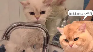 Kitty's First Shower in Life Under the Watching of Her Daddy