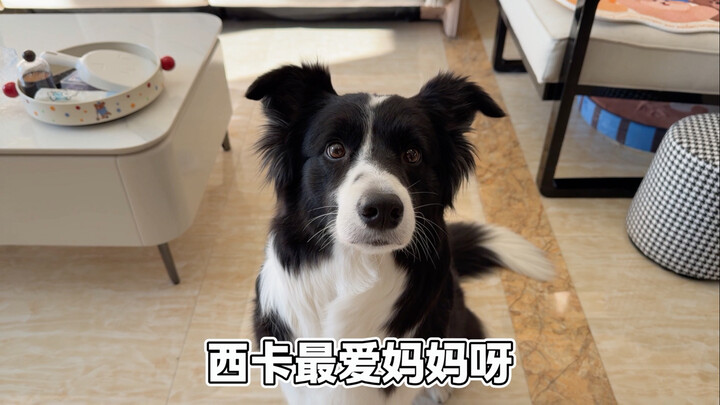 30 seconds is the limit for the record button, but a pup’s love lasts a lifetime～