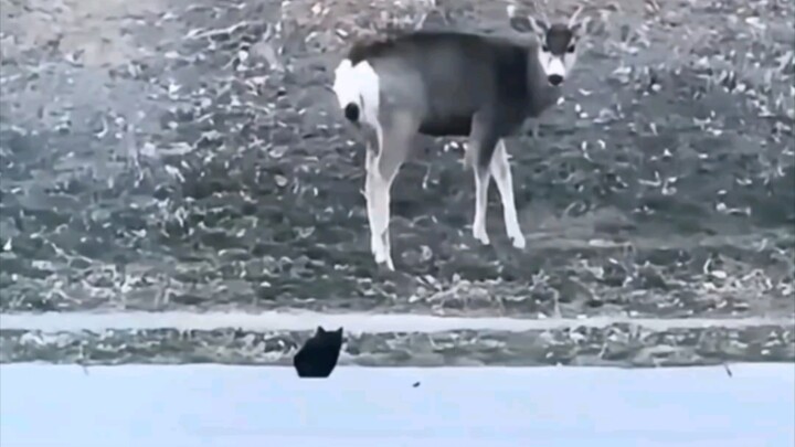 The kitten hunts a deer—there’s this eerie sense of danger, yet when you look back, there’s no sign 