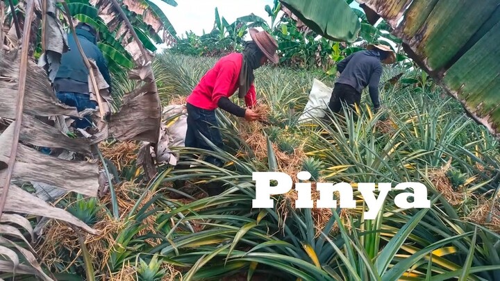 PINEAPPLE FARMING SEMI TIMELAPSE   | JOHN AGUSTIN #countryside  #countrysidelife #simpleliving