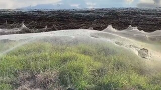 Ketika hujan lebat dan banjir melanda Australia, laba-laba yang bersembunyi di bawah tanah akan bers