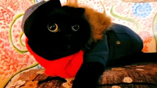 ครั้งแรกในชีวิตที่แมวน้อยจะแสดงโชว์! ห้ามใครหัวเราะนะ……