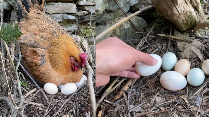 A broody hen protecting her eggs is truly touching—motherly love is magnificent!