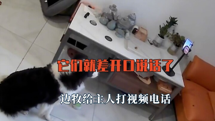 Chúng chỉ còn thiếu mỗi việc mở miệng nói chuyện nữa thôi: Chú chó Border Collie gọi video cho chủ n
