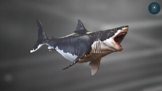 Sẽ Ra Sao Nếu Megalodon Đụng Độ Con Khủng Long Khủng Khiếp Nhất #kienthuc