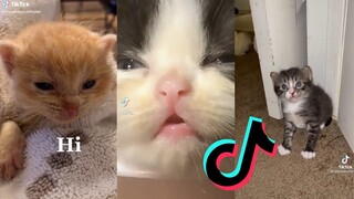 Kittens of TikTok - Cat Side of TikTok Compilation #3