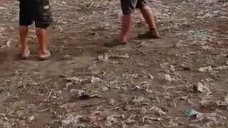 my 8 months hennie 🔥hindi nsalng sa sabungan sa tupada naglaban