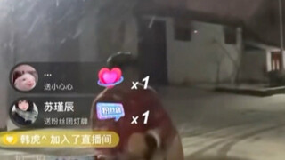 Li Zheng - Pineapple Blowing Snow's signature hit!! A masterpiece at its peak!