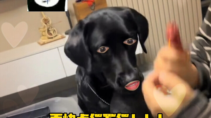 Dog: You’re walking your dog here?