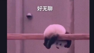 果然熊猫听得懂四川话