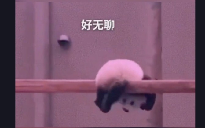 果然熊猫听得懂四川话