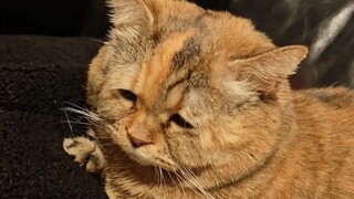 Nine out of ten cases of a cat's unhappiness is due to lack of food.