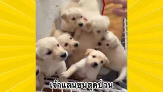 สัตว์เลี้ยงพื่อนขนปุย : เจ้าแสนซนสุดป่วน