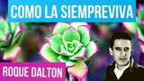COMO LA SIEMPREVIVA 🌷🌄 ROQUE DALTON | Mi Poesía es como La Siempreviva Roque Dalton | Valentina
