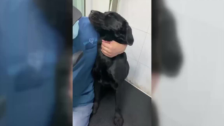 Anjing polisi nggak mau diajak pengeringan bulu setelah mandi, tapi langsung jadi anak baik begitu d
