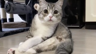 [Pecinta Kucing] Anak kucing yang baru tahu ia dimandulkan