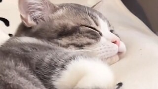 الهريرة الصغيرة لا تحتاج للذهاب إلى العمل، فما المشكلة في أن تنام قليلاً؟!