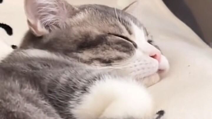 The little kitty doesn’t have to go to work—so what if it takes a nap?!