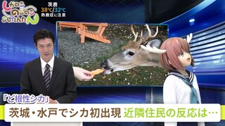 My Deer Friend Nokotan | Deer Surprise: Shii-chan Wins Hearts of Kids! | EN SUB | It's Anime