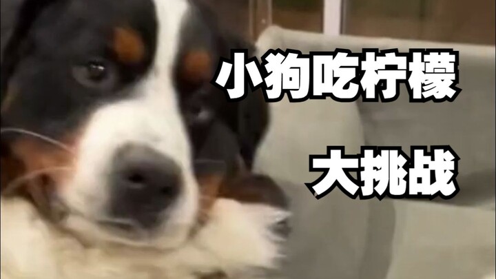 Tolong saya, lemon memukuli anjing!!!