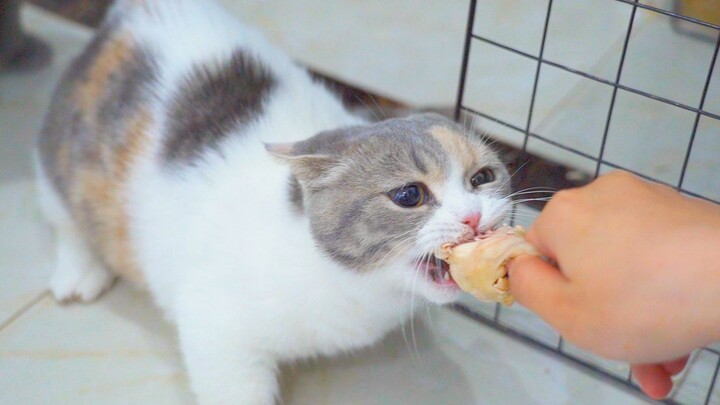 Hãy làm chậm chuyển động của mèo 10 lần và bạn sẽ thấy rõ cách mèo săn mồi!