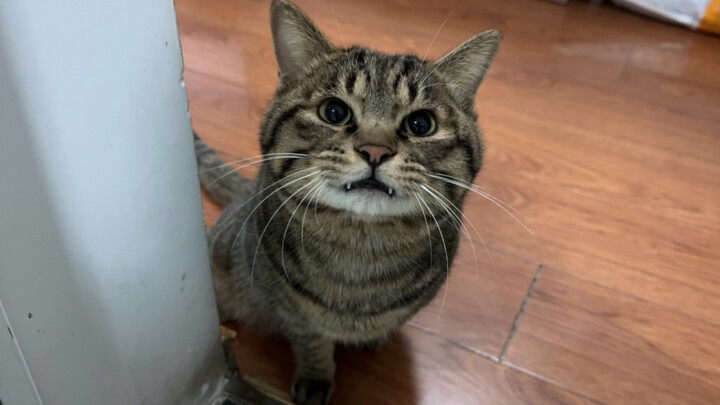 Mom’s always rescuing cats. The jealous little cat greets her every day after work and inspects her 