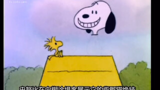 柴郡比