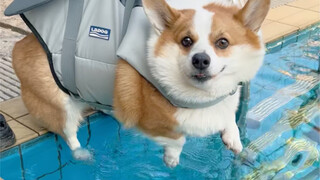 Bagaimana reaksi anjing Corgi yang berbeda-beda saat Anda meletakkan anjing di air?