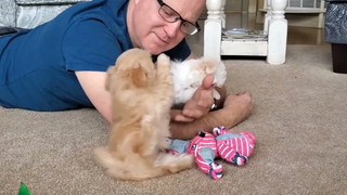 Opal & Quiana the Mi-Ki Puppies อายุ 8 สัปดาห์