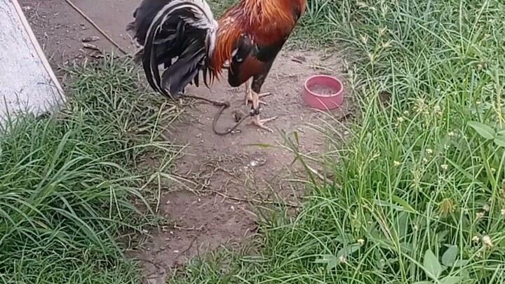 5k over possum sweater line breed.