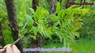 สะเดาฝรั่ง | วิธีดูต้นสะเดาฝรั่ง | ผักป่านอร์เวย์