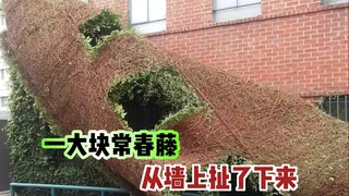 为什么要定期清理常春藤？