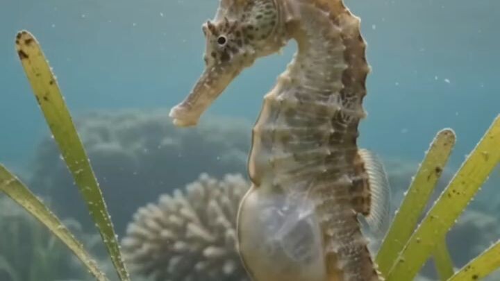 ม้าน้ำ (Seahorse) พ่อแห่งโลกใต้ทะเล ผู้ปกป้องชีวิตใหม่ 🐴🌊  #wildscape #seahorse #animals #kate