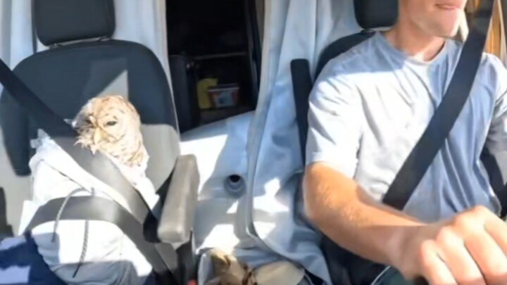 Burung hantu yang diselamatkan