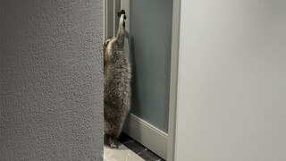 自己会开关门的浣熊，你见过吗？