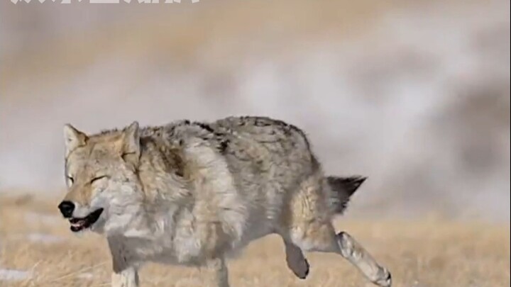 แม่หมาป่า: ท่านที่ปรึกษาอย่าขวางฉันสิ ผัวฉันเป็นทหารอยู่ข้างในนะ!