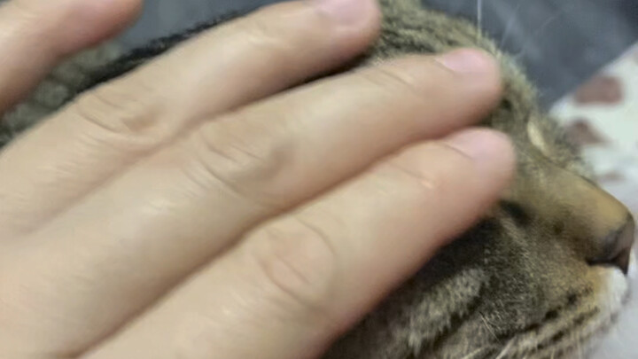 แมวเหมียว สัตว์เลี้ยงที่แทบไม่มีข้อเสียเลย