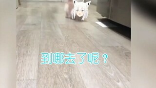 一只猫咪的自述2