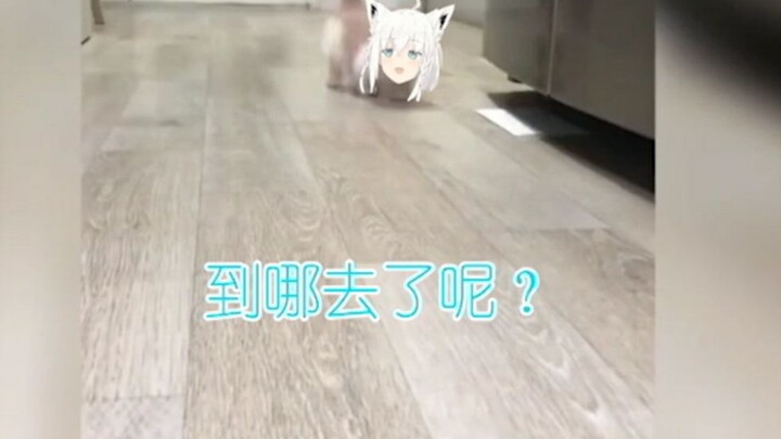 一只猫咪的自述2