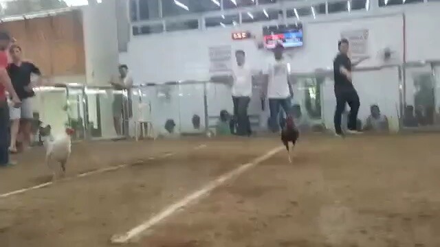 Ravena gamefarm Slim Benoist White