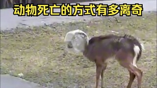 Identifikasi kematian aneh hewan 61