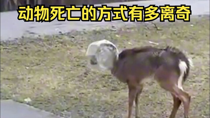 تحديد أسباب الوفاة الغريبة للحيوانات 61