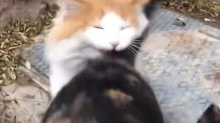 Jealousy makes the cat unrecognizableԾ‸Ծ
