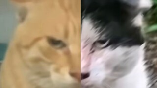 故人之姿