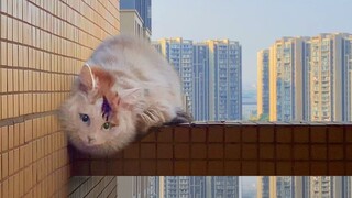 The young lady kidnapped a fairy cat with heterochromia and took it home, but she never expected it 