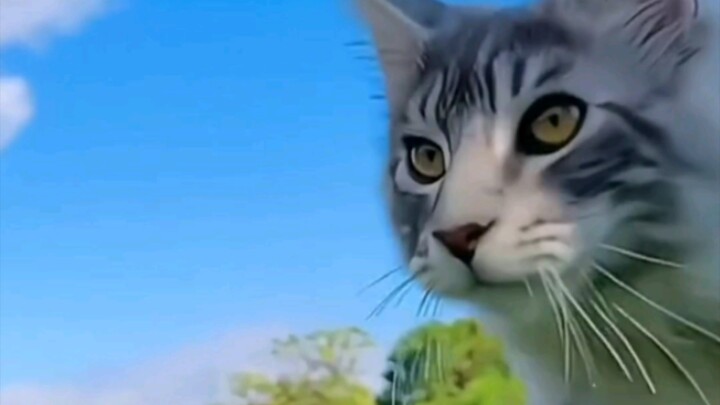 Mèo: Lại là một ngày bị đẹp trai đánh thức rồi