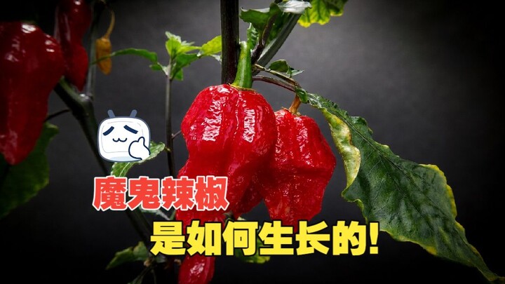 Một trong những loại ớt cay nhất thế giới, ớt ma phát triển như thế nào!