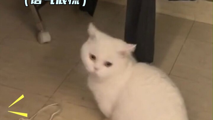 แมว: ถามเยอะไปทำไมกัน คุณก็มองไม่เห็นอยู่ดี